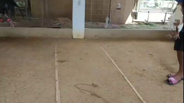 Video from AnakNiTiting Gamefowl (ANT)'s post