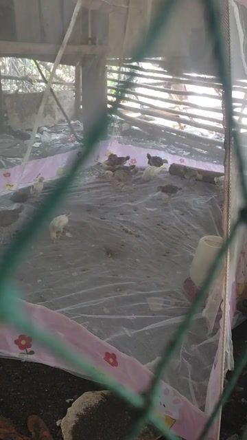 Video from Tanshong BackYards's post