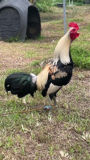 Video from AnakNiTiting Gamefowl (ANT)'s post