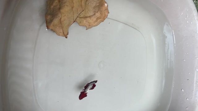 Video from Daniel laja's post