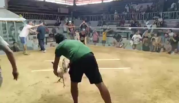 Video from RCO and Son's GameBirds's post