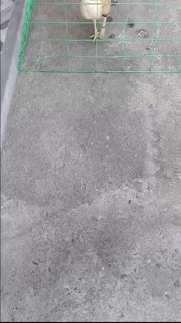 Video from Ryan Jay Villanueva Flores's post