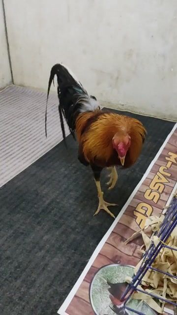 Video from TZN GAMEFARM's post
