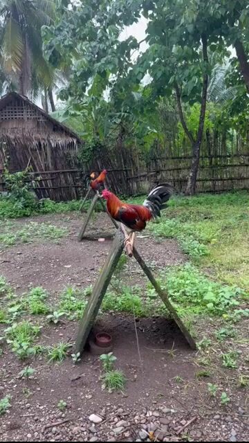 Video from JFL Sta Lucia Gamefarm's post