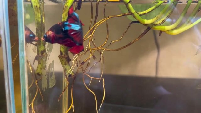 Video from viper betta's post