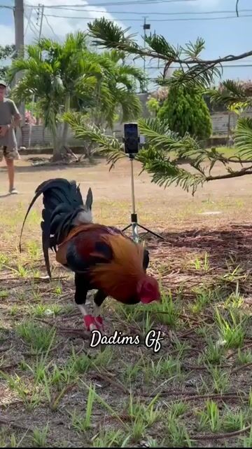 Video from Roy Janrick Dimas's post