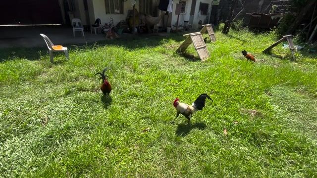 Video from GT Shoti GF's post