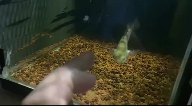 Video from CHANNA KEEPERS's post