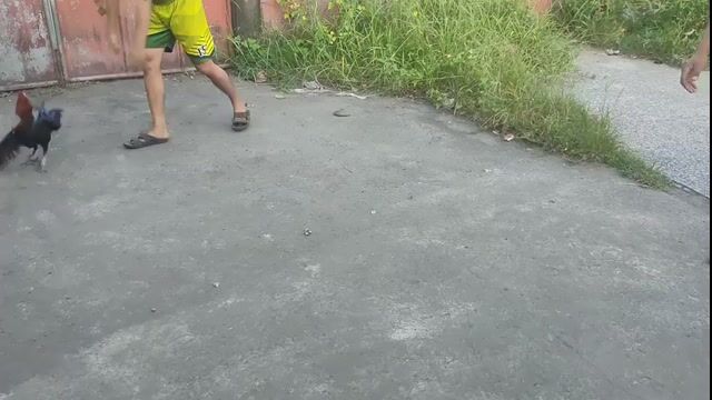Video from O.S INVICTUS GAMEFOWL's post