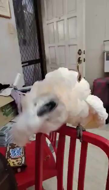 Video from Florante Gozon's post