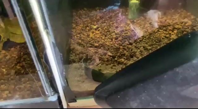 Video from CHANNA KEEPERS's post