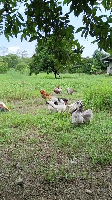 Video from Aznos Chickens's post