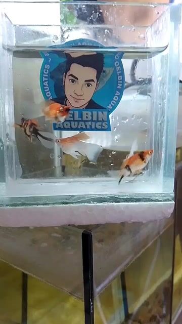 Video from Robin Albuero's post