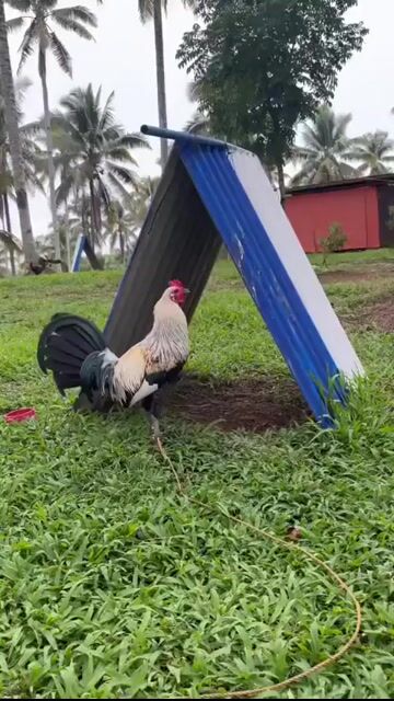 Video from Vicerra Village XY GF's post