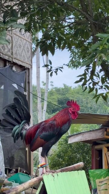 Video from Anino Sa Balite Game Farm's post