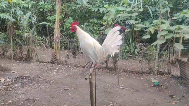Video from O.S INVICTUS GAMEFOWL's post