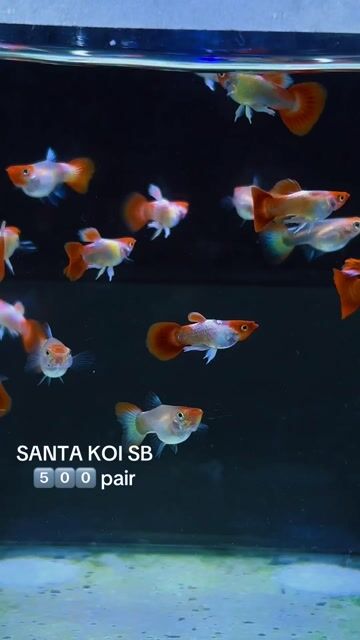 Video from FISH AND TUBS's post