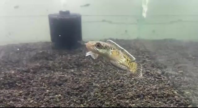Video from CHANNA KEEPERS's post