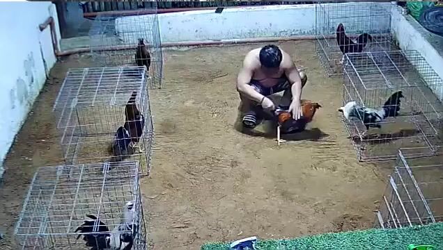 Video from Golders Green Gamefarm's post