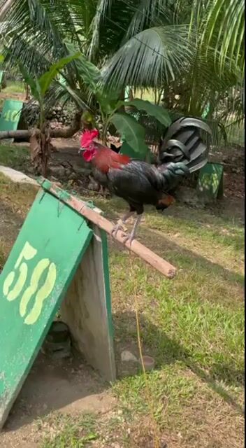 Video from JSC Diamond Gamefarm's post