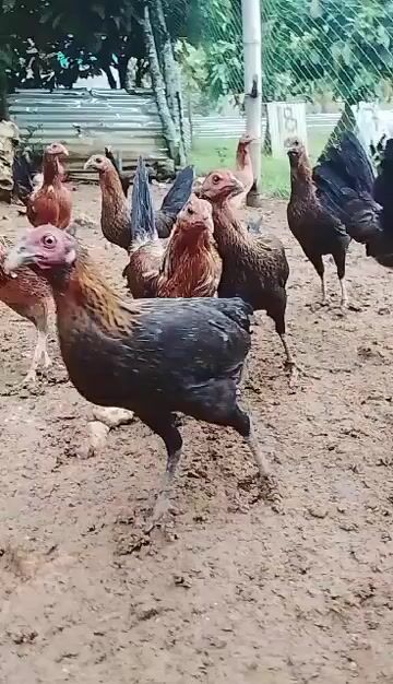 Video from Clyde Jenava Chatima Gamefarm's post