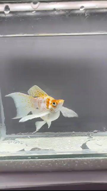Video from FishRa Aquatic's post