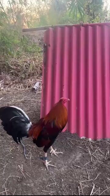 Video from Boombastik Gamefowl's post