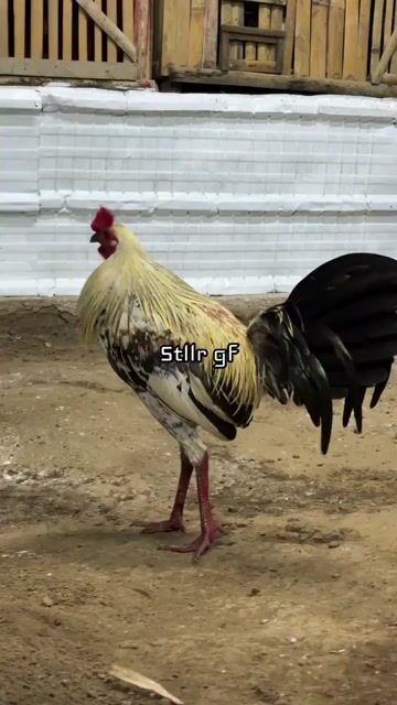 Video from Stellar Gamefarm's post