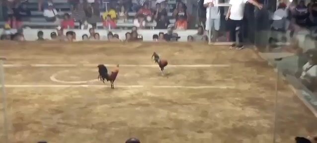 Video from Don F Farm's post