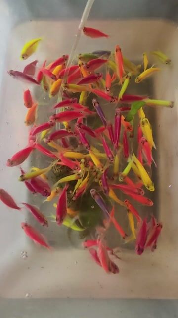 Video from FRESH WATER BACKYARD's post