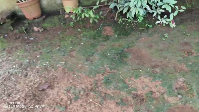 Video from Aizen Gamefowl's post