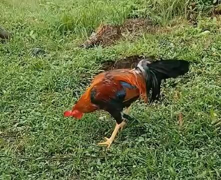Video from alan solis's post