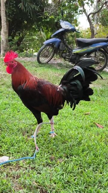 Video from JAX Gamefowls's post