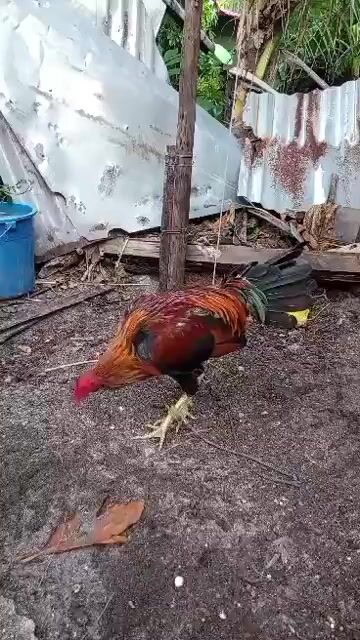 Video from TONI CORAÑES's post