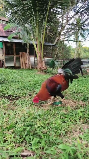 Video from Aizen Gamefowl's post