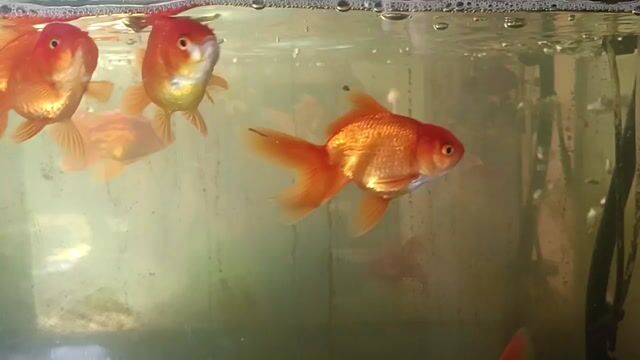 Video from Henry Jr L Navares's post