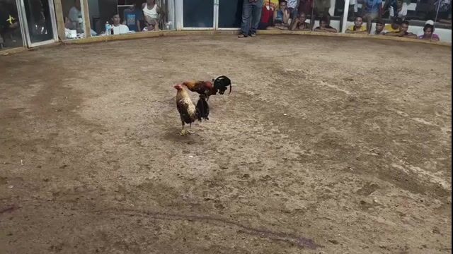 Video from TwoOne Gamefowl's post
