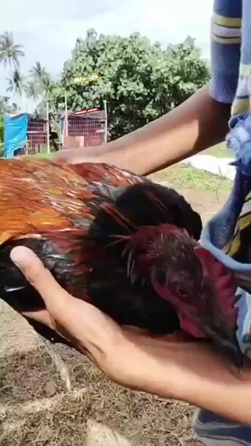 Video from Goldenbirds GF's post