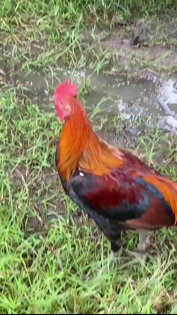 Video from JSS_Line Backyard's post