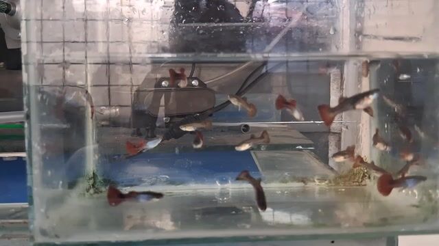 Video from Anel Morales's post