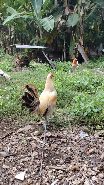 Video from Mark Vincent Paradero's post