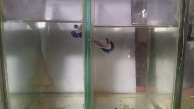Video from Cedric Viola Allera's post