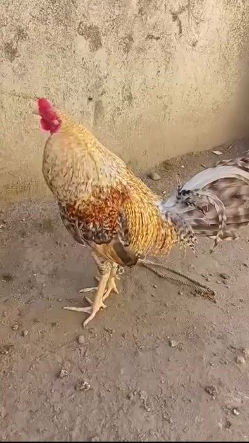 Video from Mark Baluyut's post