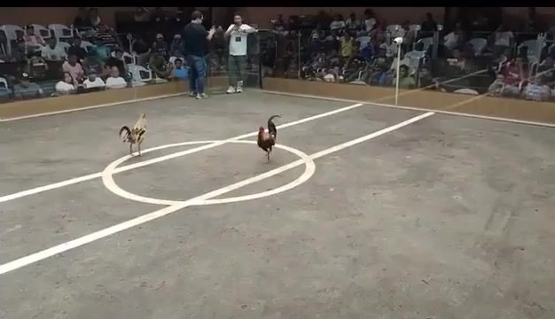 Video from BLUERAVEN AGANFARM's post