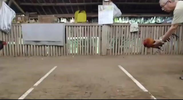 Video from JSC Diamond Gamefarm's post