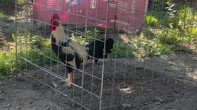 Video from Mark Turla Gamefowl's post