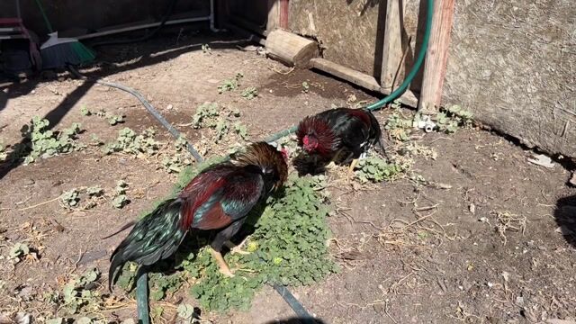 Video from Starcey GameFarm's post