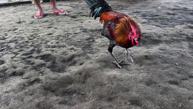 Video from Mark Turla Gamefowl's post
