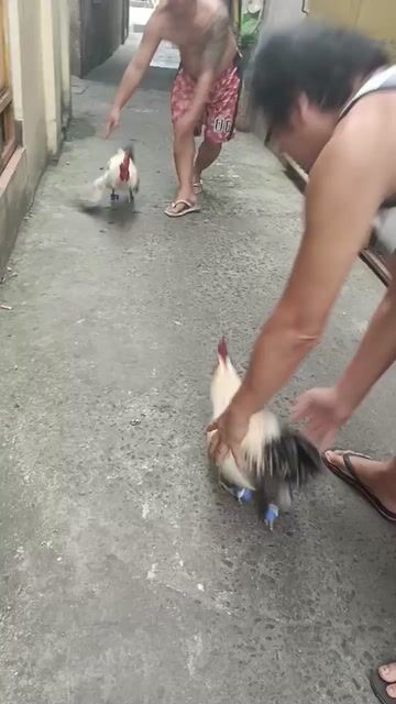 Video from Jeffrey Santos Lucenia's post