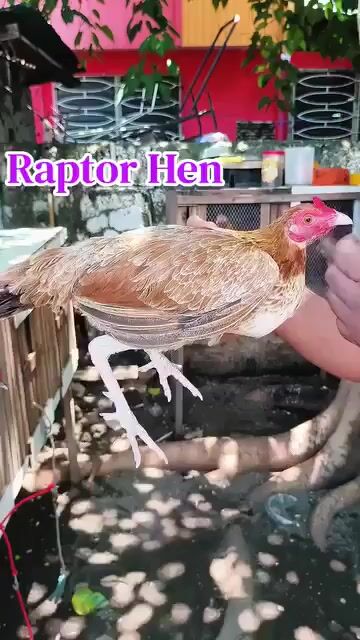 Video from BRAVEYARD GF's post